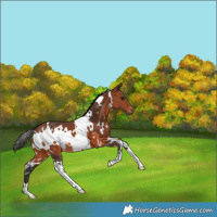 Horse Color:White Spotted Bay 