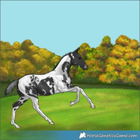Horse Color:White Spotted Black Tobiano Appaloosa 