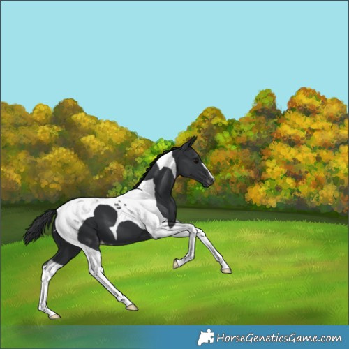 Horse Color:Black Tobiano Varnish