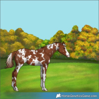 Horse Color:White Spotted Chestnut Appaloosa 