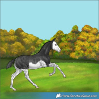 Horse Color:Black Splash Appaloosa Rabicano 