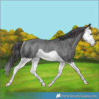 Horse Color:Black Splash Appaloosa Rabicano 