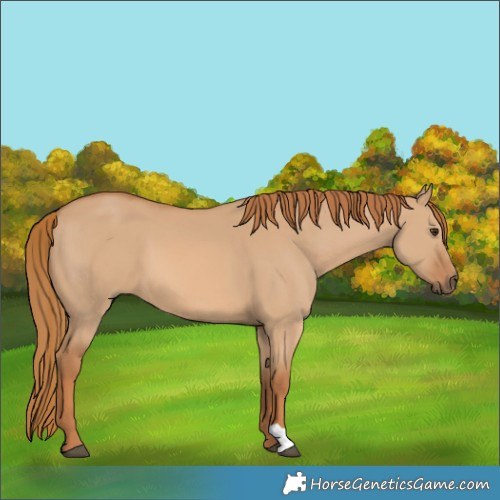 Horse Color:Red Dun 