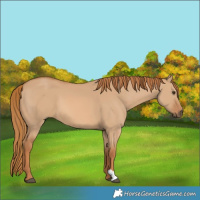Horse Color:Red Dun 