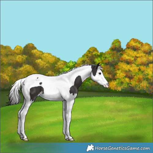 Horse Color:Smoky Black Splash Tobiano 