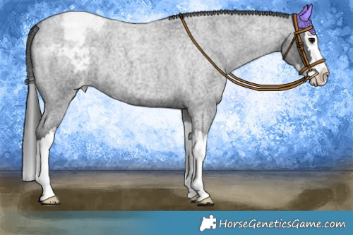 Horse Color:Blue Roan Splash Appaloosa 