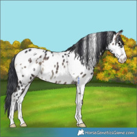 Horse Color:White Spotted Brown Onyx Mushroom Near Leopard 