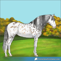 Horse Color:White Spotted Liver Red Onyx Leopard 