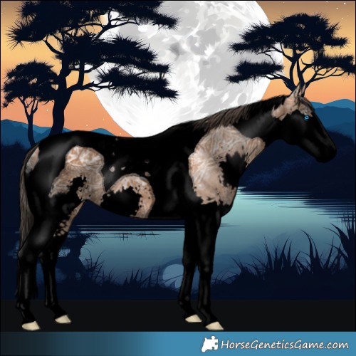 Horse Color:Void Bay Ice Splash Tobiano 