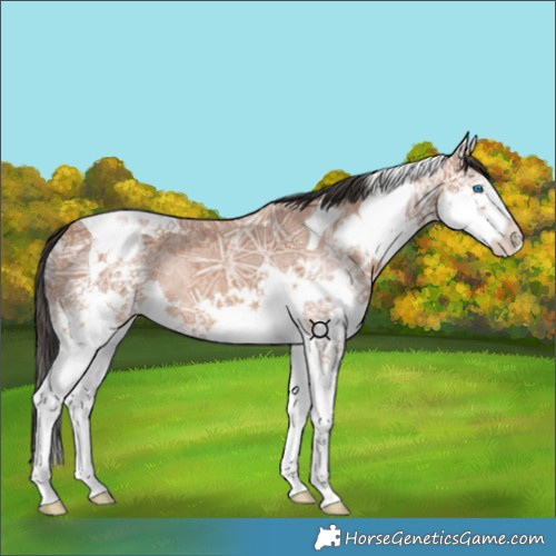 Horse Color:Bay Ice Splash Tobiano 