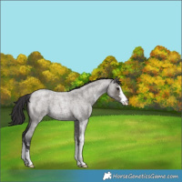 Horse Color:Smoky Grullo Roan Sabino
