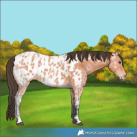 Horse Color:Bay Ice Appaloosa