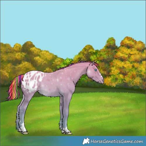 Horse Color:Painted Perlino Appaloosa 