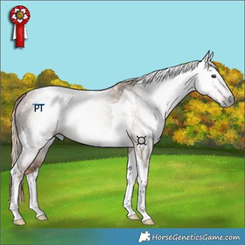 Horse Color:Gray Red Dun Tobiano 