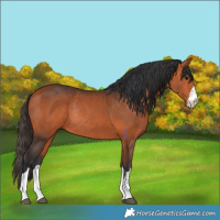 Horse Color:Bay Rabicano