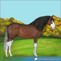 Horse Color:Liver Chestnut Splash 