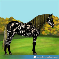 Horse Color:Void Painted Silver Buckskin Pearl Onyx Tobiano Near Leopard