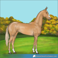 Horse Color:Palomino 