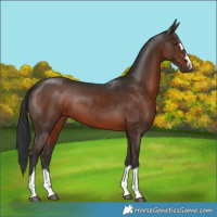 Horse Color:Liver Chestnut 