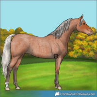 Horse Color:Silver Bay Roan 