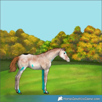 Horse Color:ERROR: UNKNOWN ANOMALY