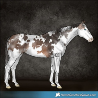 Horse Color:White Spotted Brown Splash