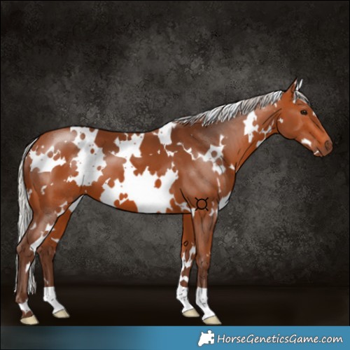 Horse Color:White Spotted Silver Bay 