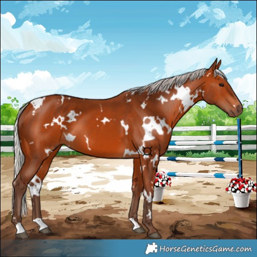 Horse Color:White Spotted Silver Bay 