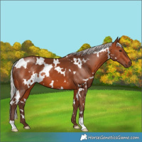 Horse Color:White Spotted Silver Brown