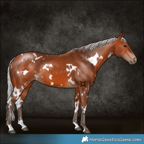 Horse Color:White Spotted Silver Bay 