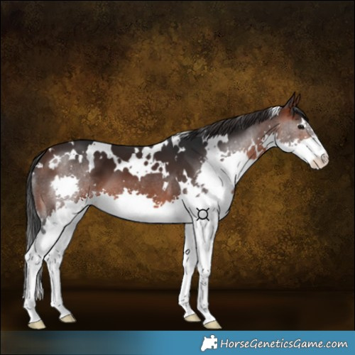 Horse Color:White Spotted Brown Splash 