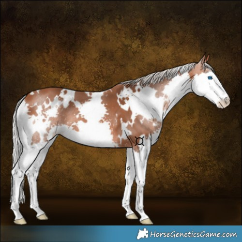 Horse Color:White Spotted Silver Bay Splash