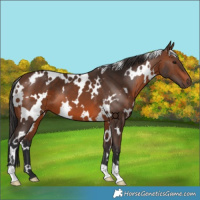 Horse Color:White Spotted Brown 