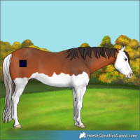 Horse Color:Bay Splash 