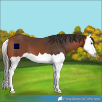 Horse Color:Bay Splash