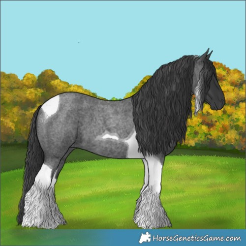 Horse Color:Blue Roan Tobiano 