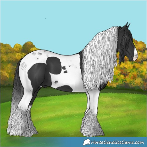 Horse Color:Black Tobiano 