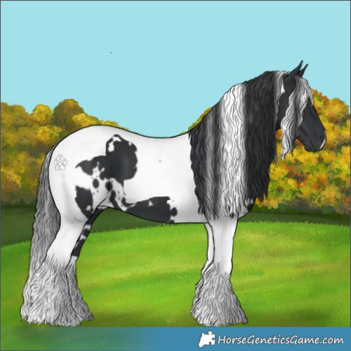 Horse Color:White Spotted Black Tobiano 