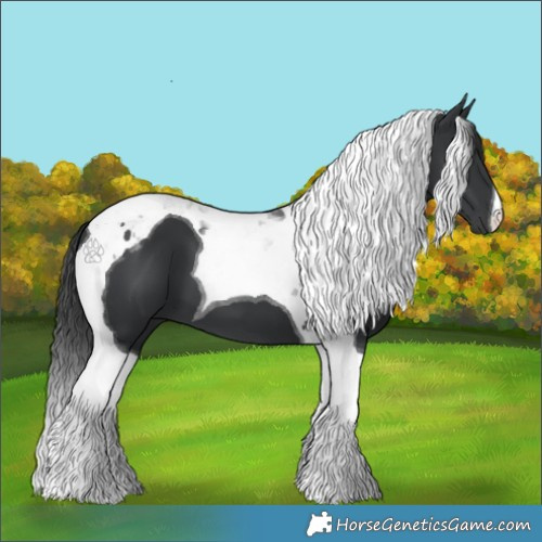 Horse Color:Black Tobiano 