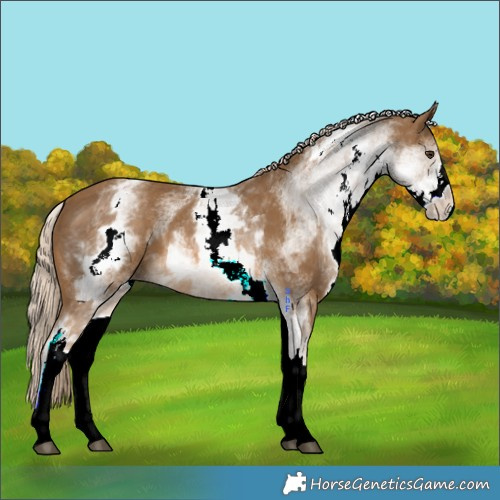 Horse Color:White Spotted Chocolate Palomino 