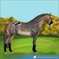 Horse Color:Buckskin Sabino Blanket