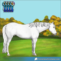 Horse Color:Gray White Spotted Liver Chestnut Pearl Mushroom Tobiano Rabicano  and Gray White Spotted Silver Classic Champagne Pearl Mushroom Splash Tobiano Rabicano 
