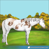 Horse Color:Gray White Spotted Liver Chestnut Pearl Mushroom Tobiano Rabicano and Gray White Spotted Silver Classic Champagne Pearl Mushroom Splash Tobiano Rabicano