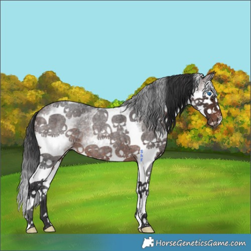 Horse Color:White Spotted Brown Roan Splash