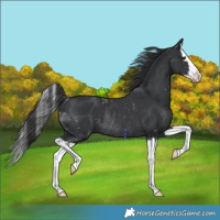 Horse Color:Black Sabino Splash Rabicano 