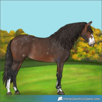 Horse Color:Brown Sabino 