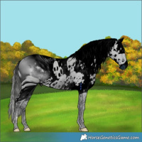 Horse Color:ERROR: UNKNOWN ANOMALY