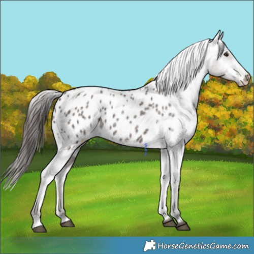 Horse Color:Liver Red Roan Appaloosa 