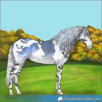 Horse Color:Silver Brown Chinchilla Splash Tobiano 
