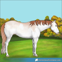 Horse Color:White Spotted Amber Champagne Pearl Onyx Splash 